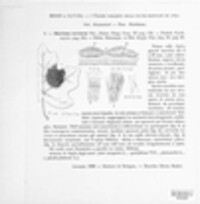 Rhytisma acerinum image